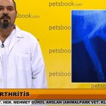 Evcil Hayvan Sahipleri İçin Petsbook Uygulaması